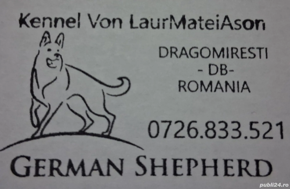 Disponibili pui Ciobanesc German din canisa Kennel von LaurMateiAson