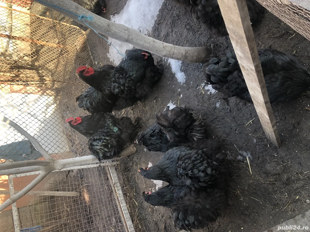 Vand cochinchina urias negru