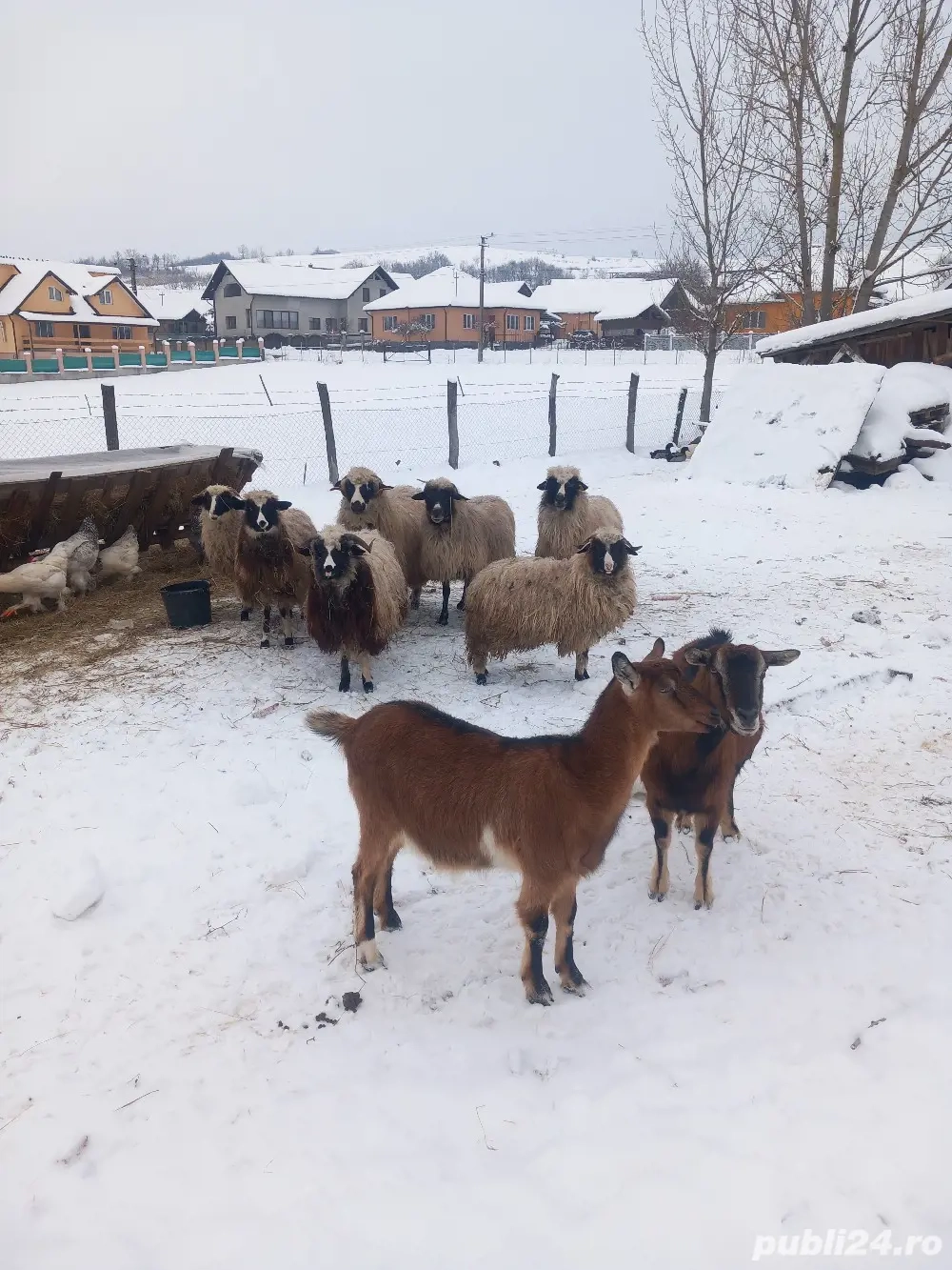 oi breze de vânzare 3 oii un berbecuț și 3 mieluțe