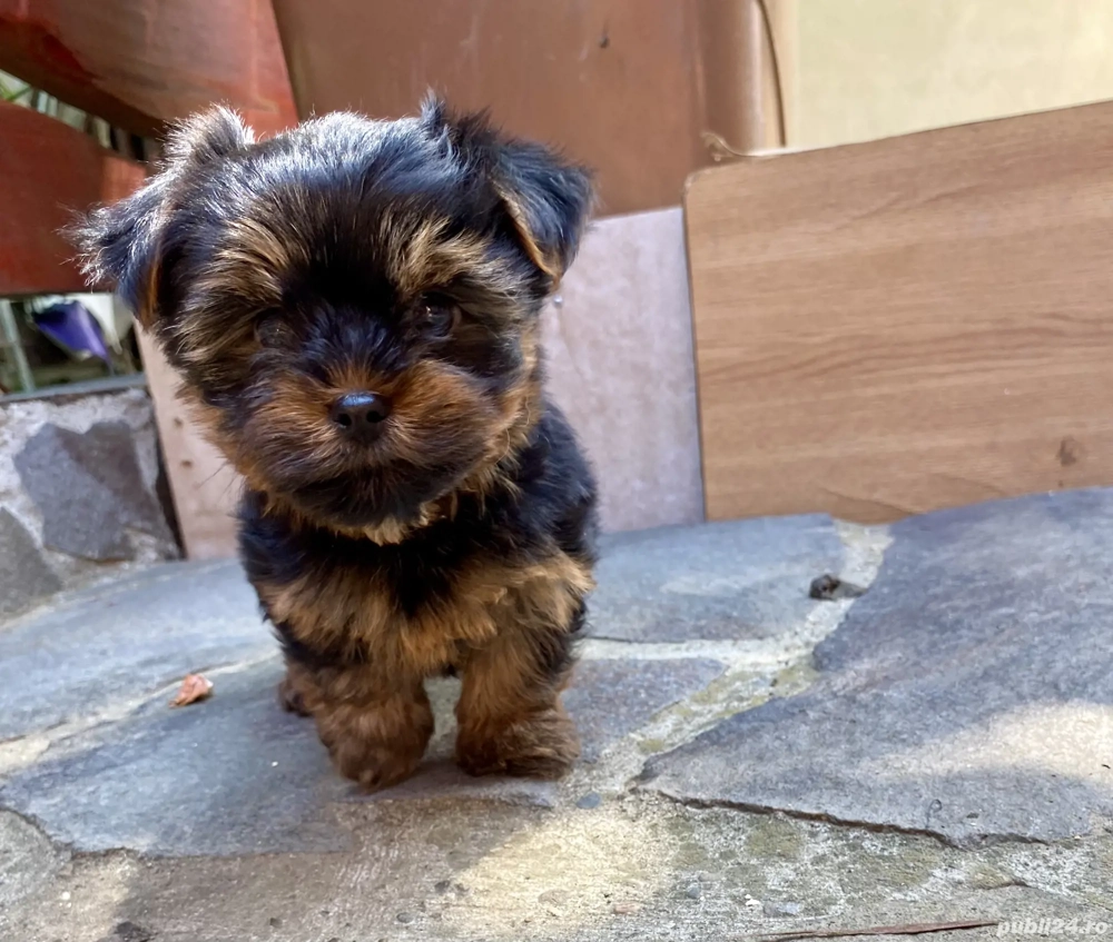 Pui de Yorkshire terrier de talie foarte mică 