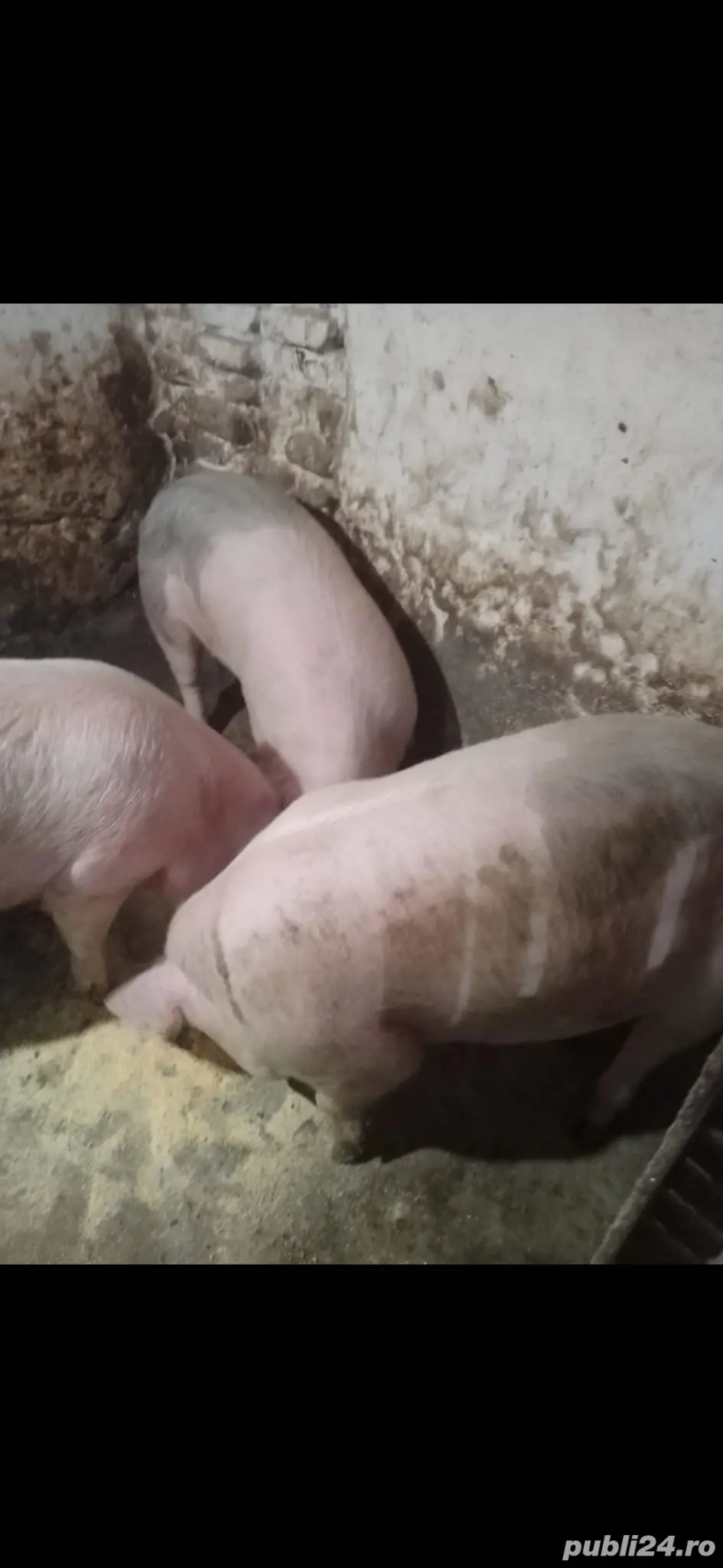 3 porci de vanzare