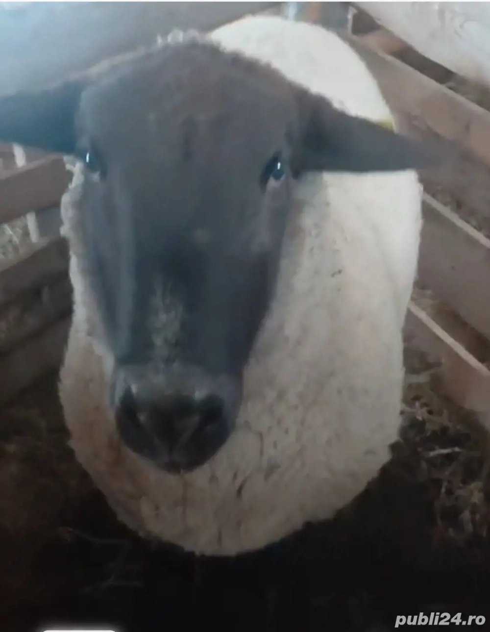 Vând berbec suffolk