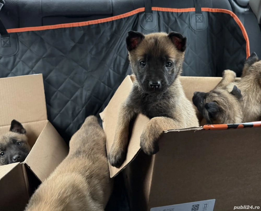 Femela ciobanesc belgian Malinois