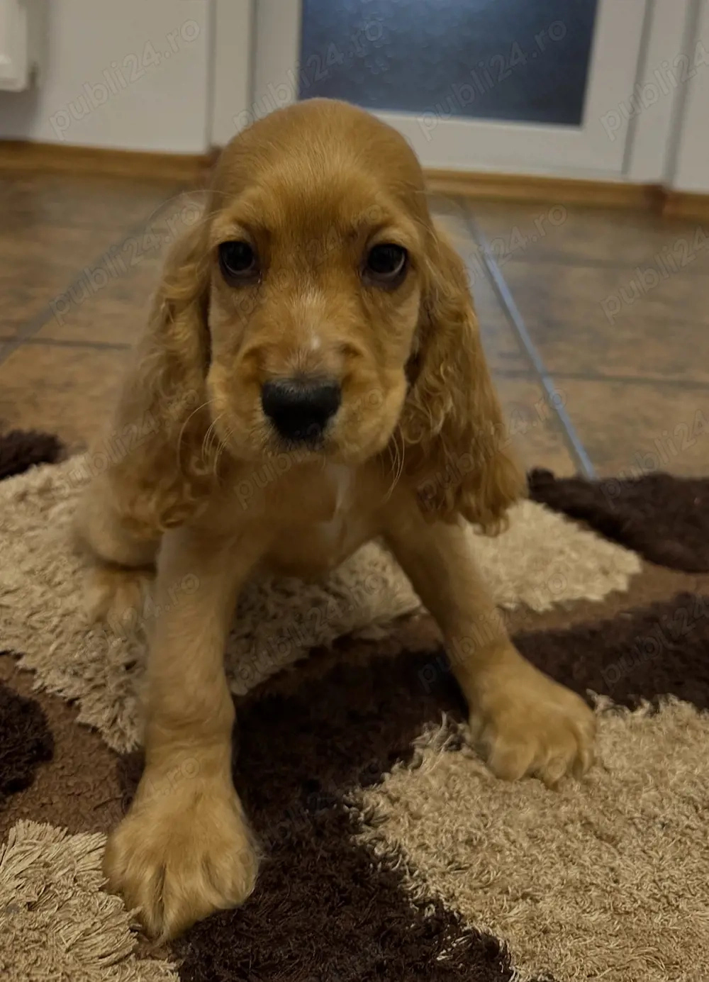 Pui Cocker Spaniel de vânzare   gata să-ți fure inima!   