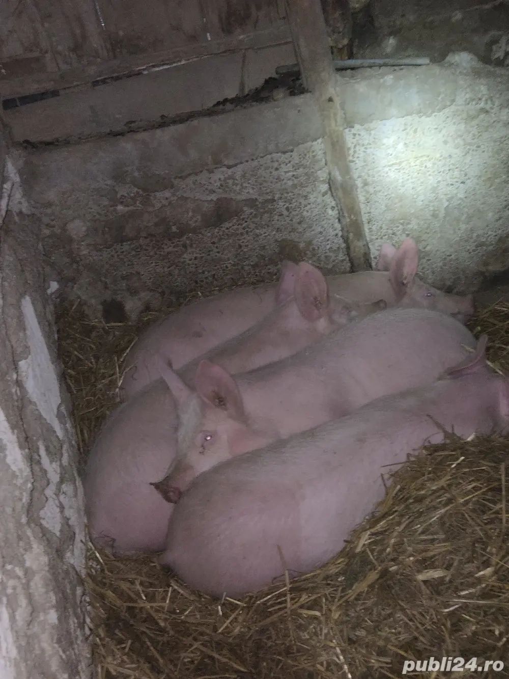 Porci din  marele alb 