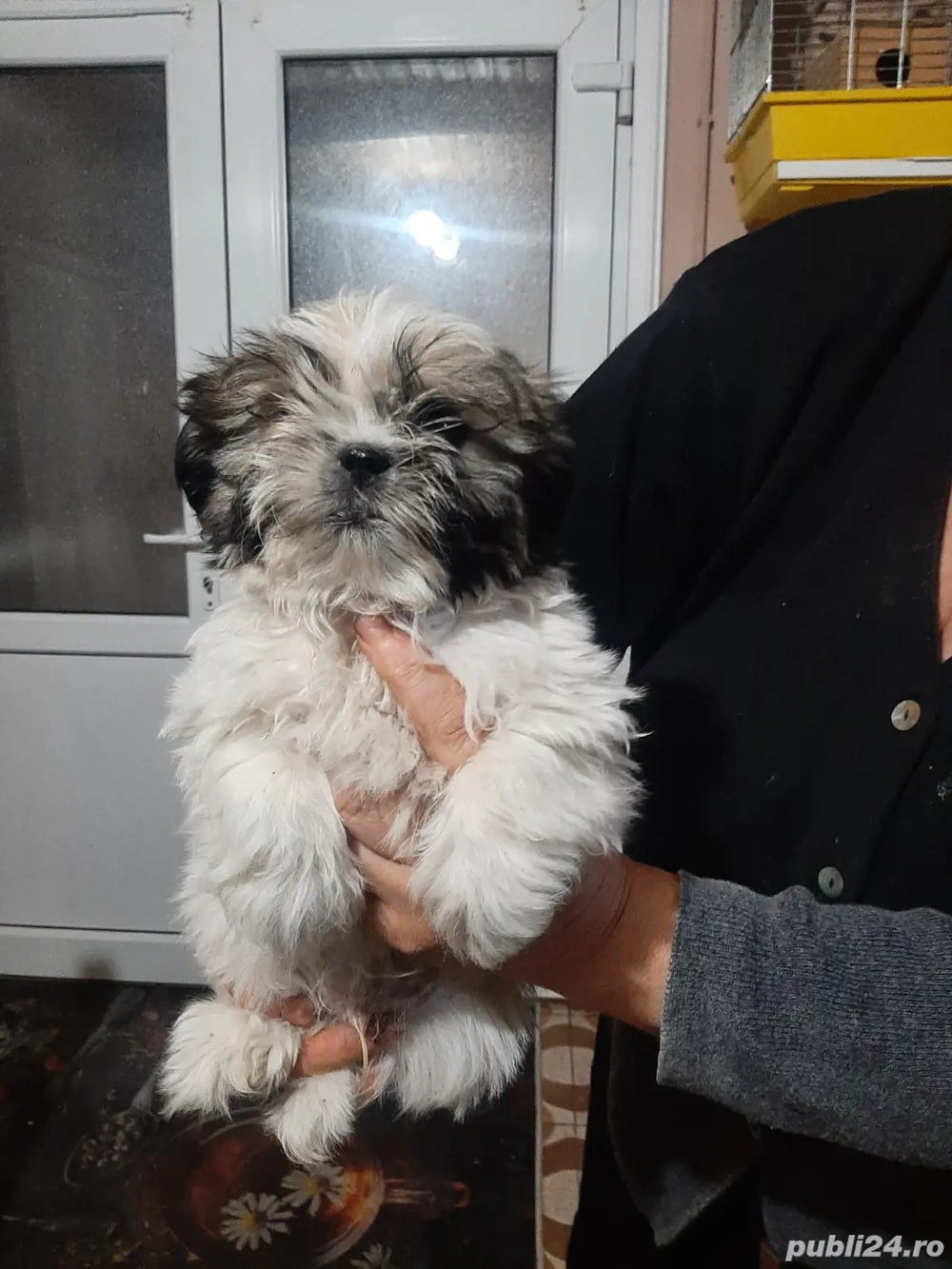Shihtzu mini toy