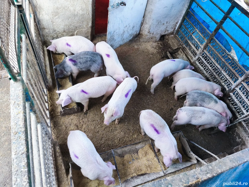 De vânzare 6 săptămâni 