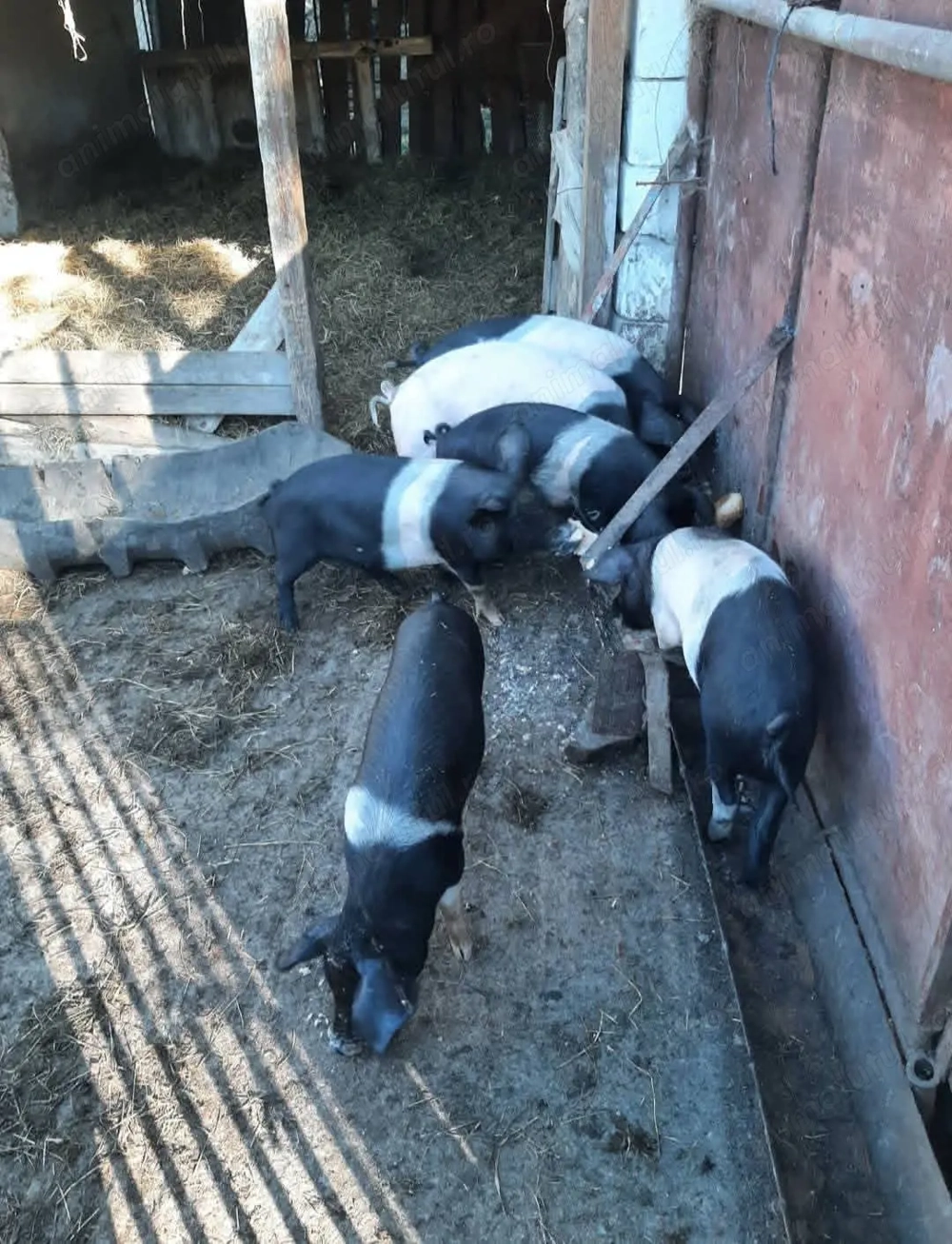 Vand porci Bazna cu 12 lei  kg