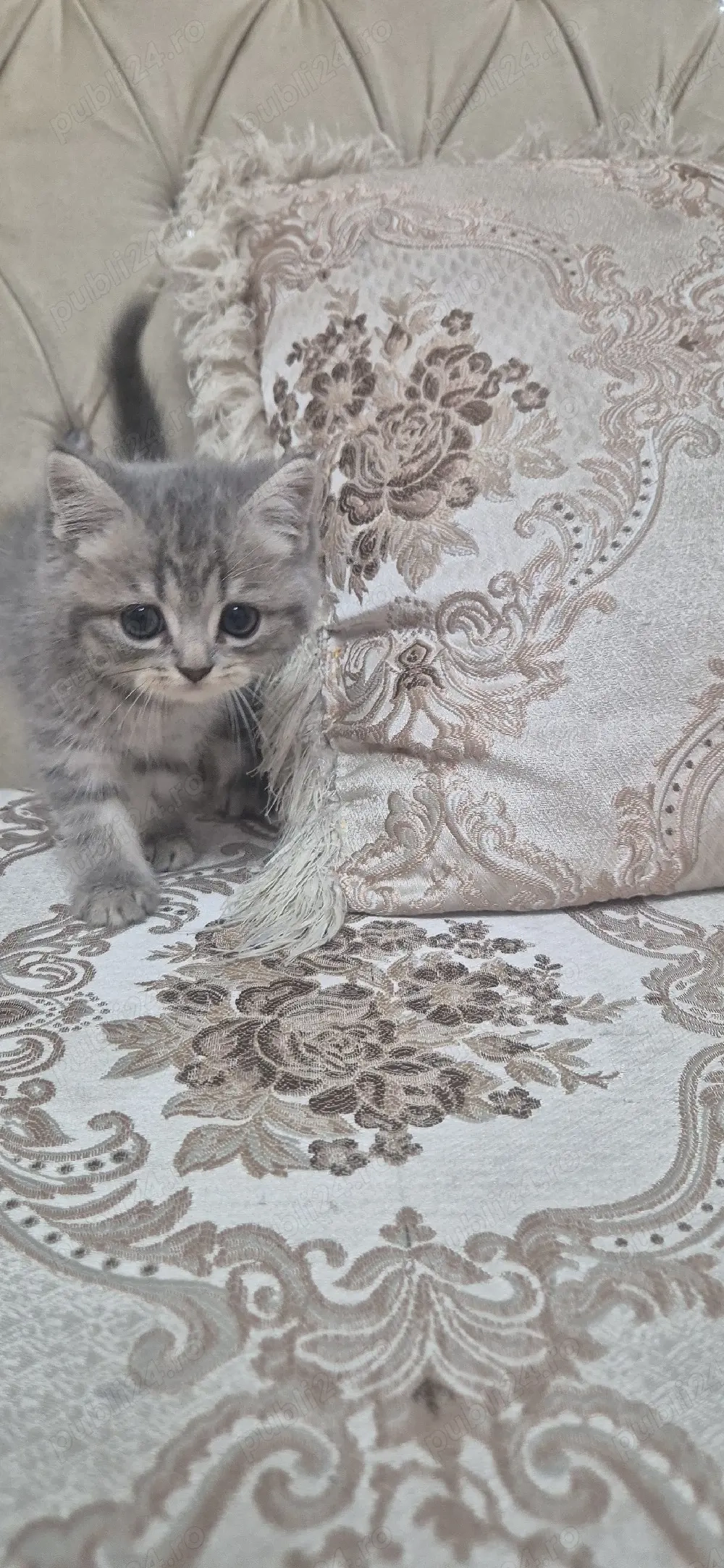 pisici british shorthair 