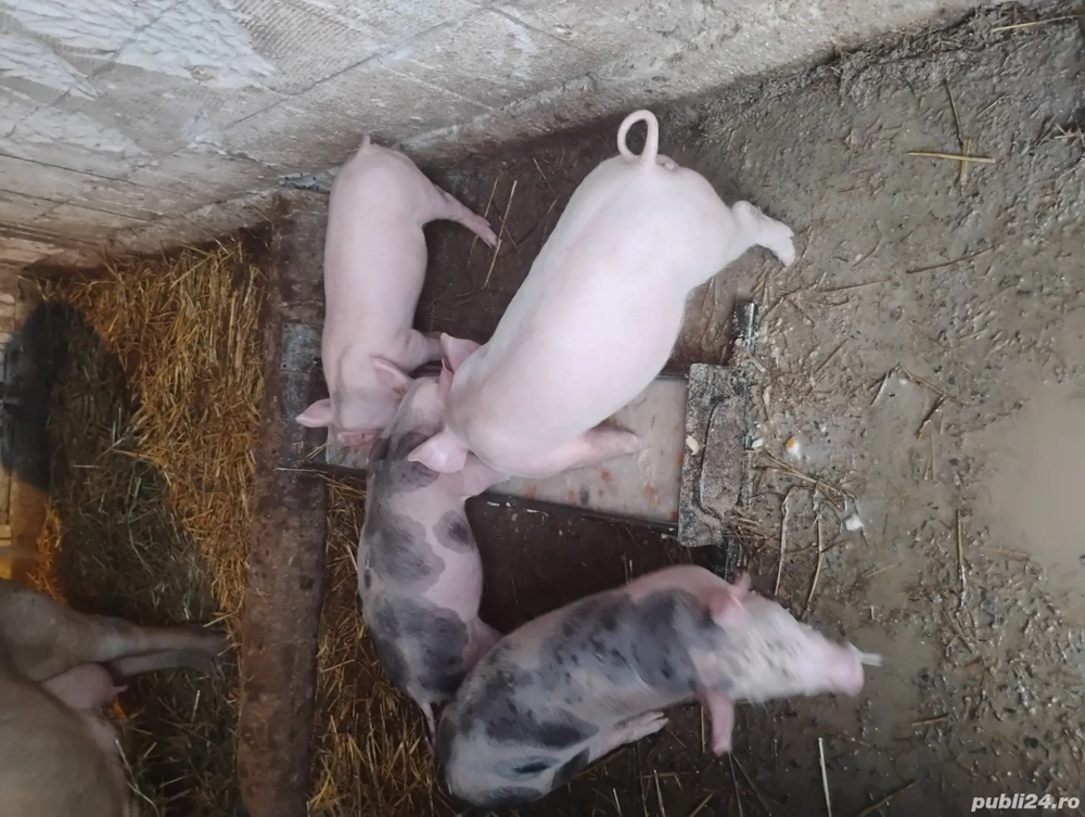 Purcei 6 săptămâni 