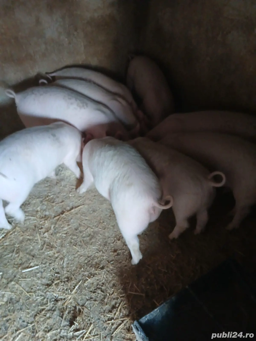Purcei de Vânzare!!!!