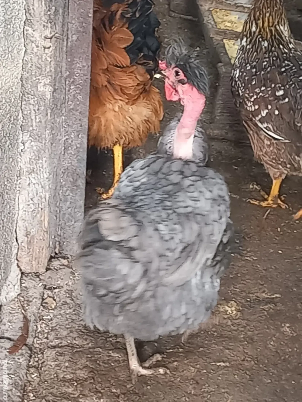 Vand gaina golasa si motata