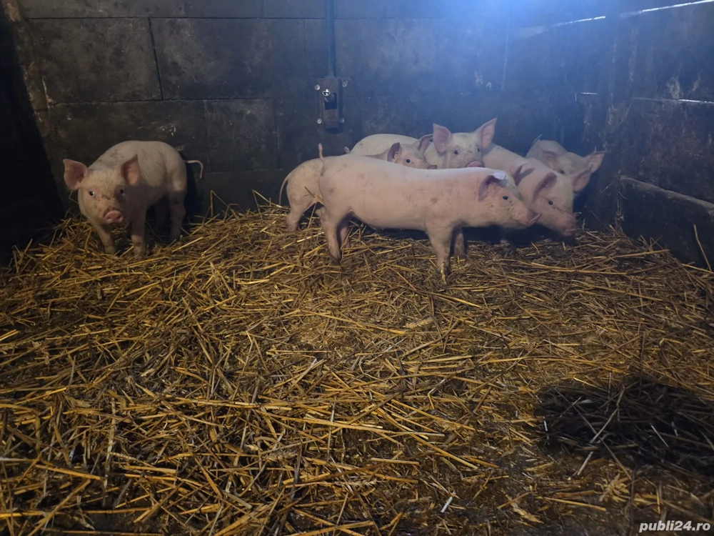 Purcei de vânzare 
