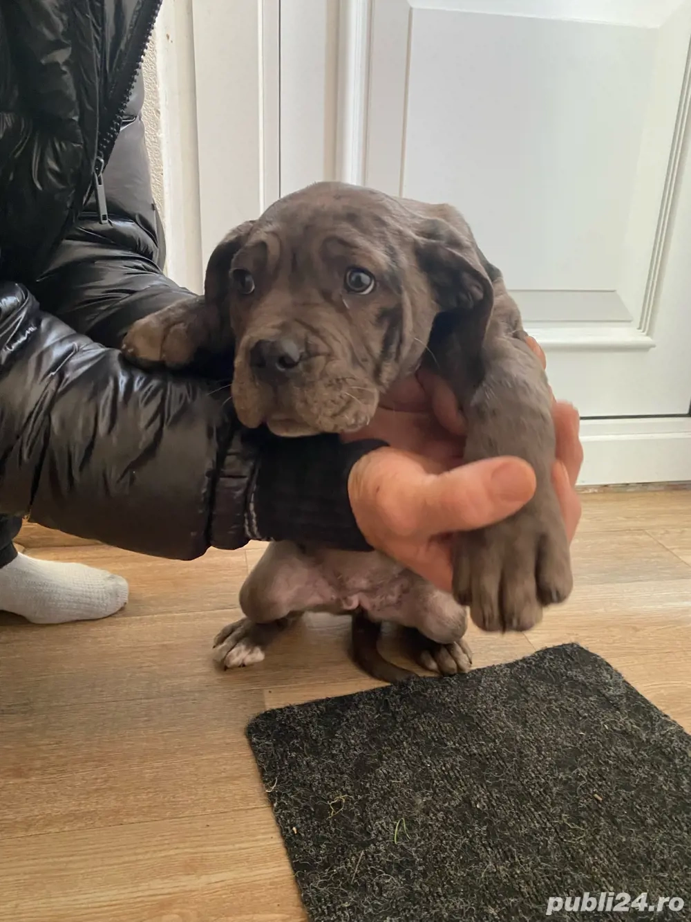 Vand cățelușa Cane Corso