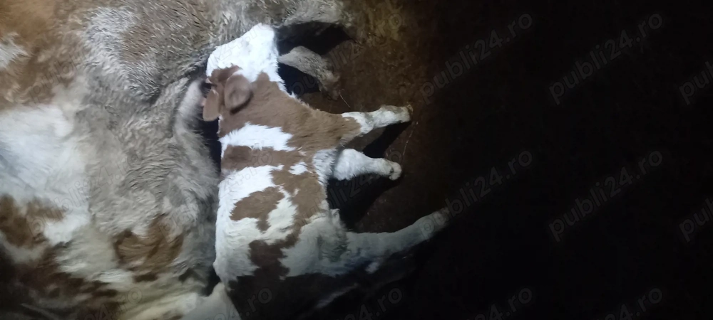 vaca baltata fătată de o saptamana