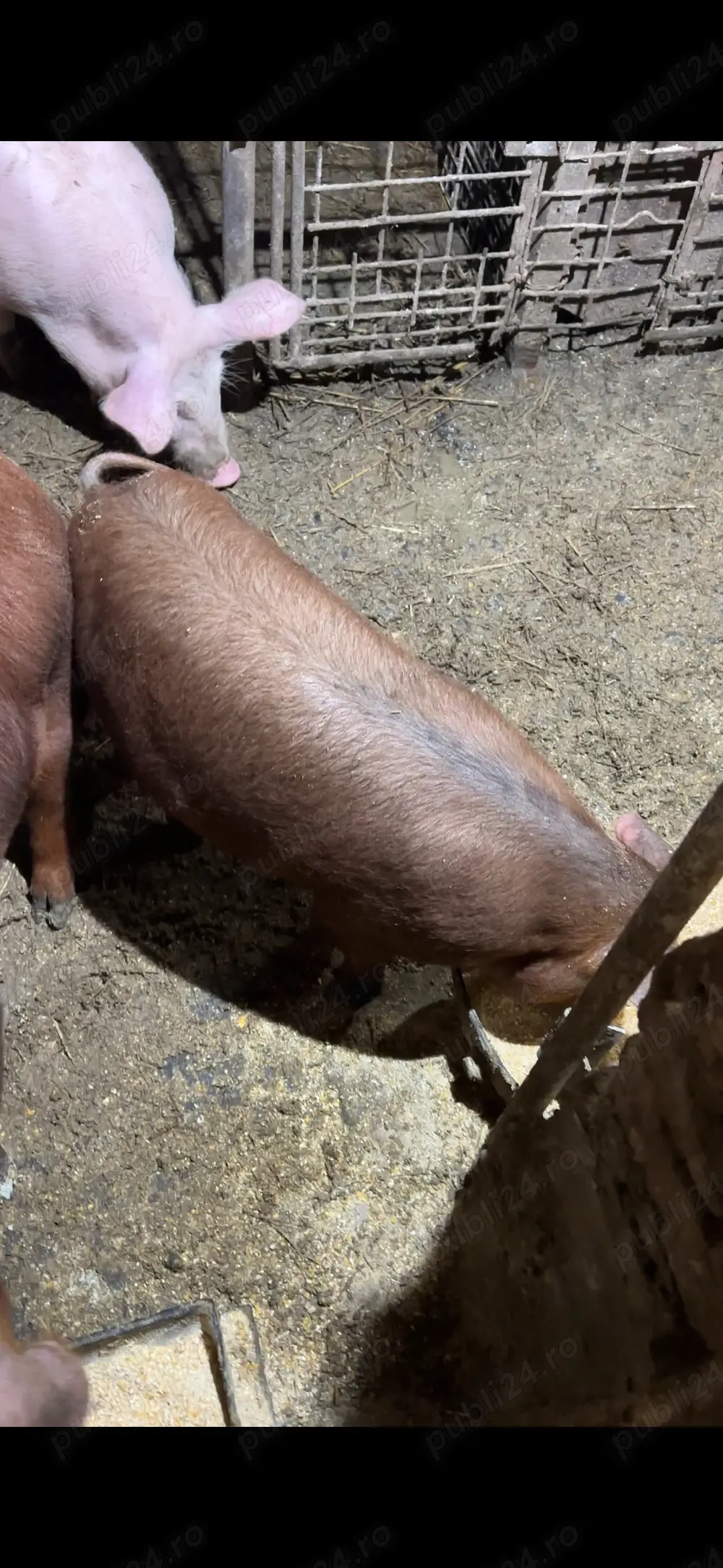 scrofita duroc pur 40 kg