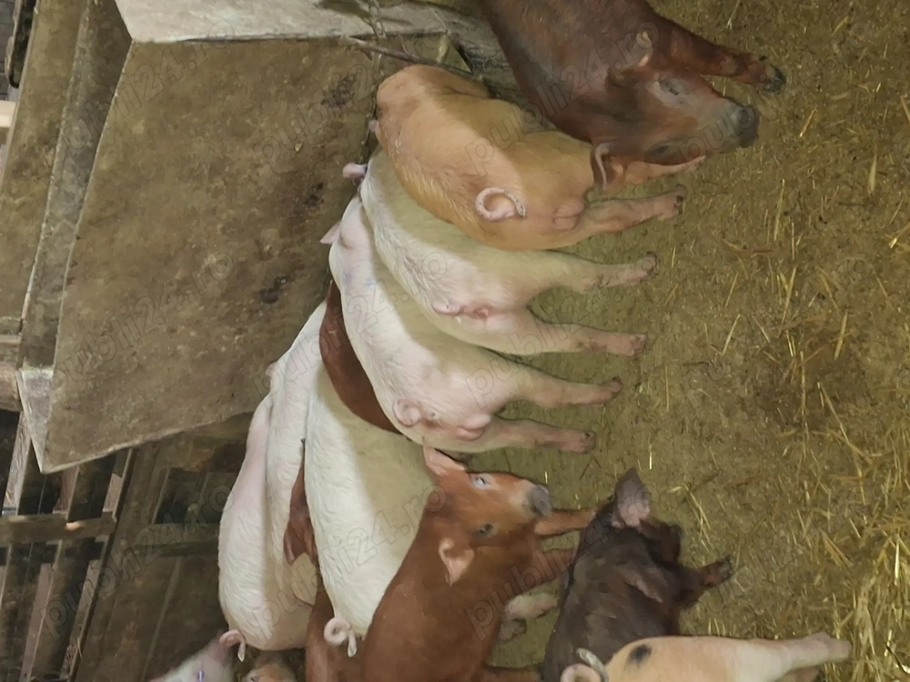 Vând purcei și soldani 