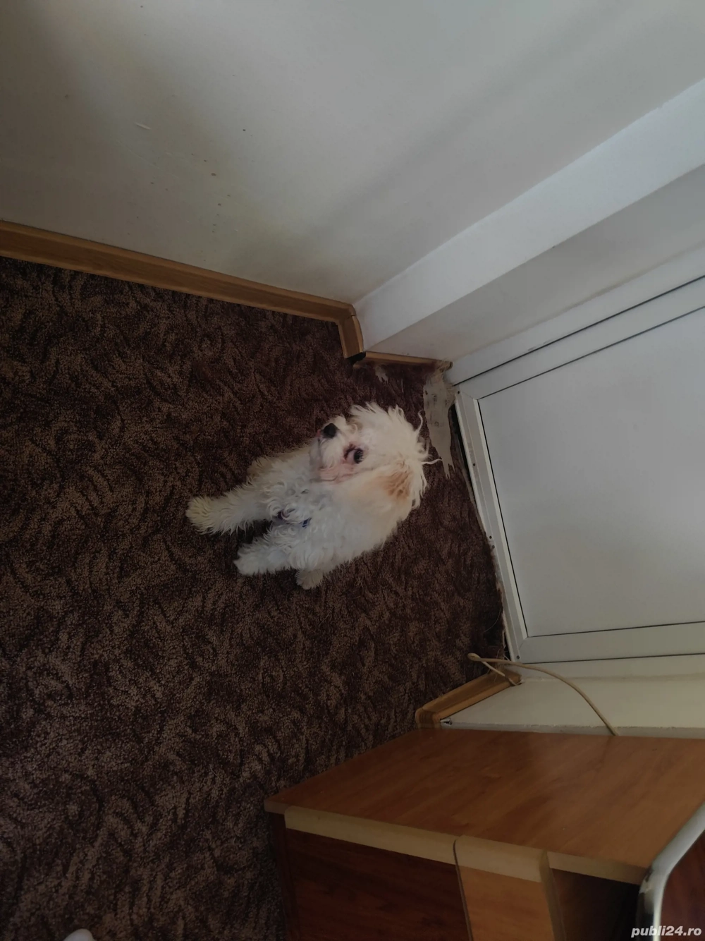 Buna el este max și se vinde 