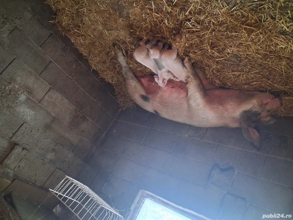 purcea cu 4 purcei se vide si boabe de porumb 