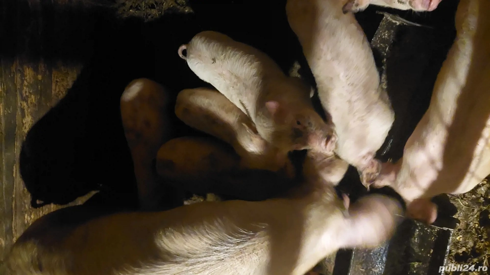 purcei landrace 12 saptamani