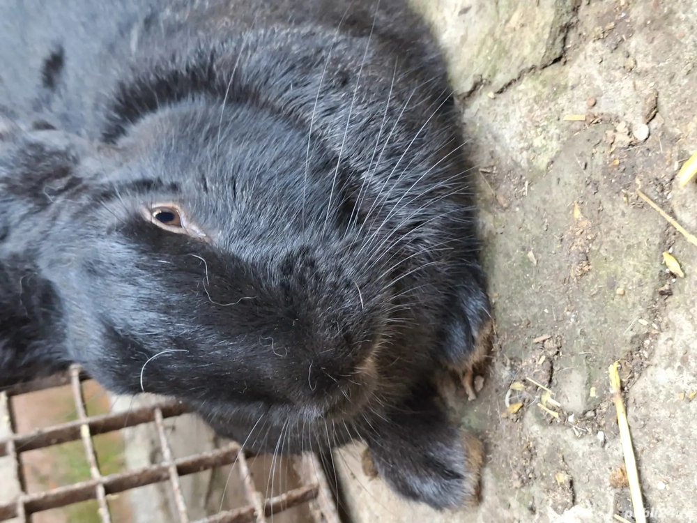 Vand iepuri de carne