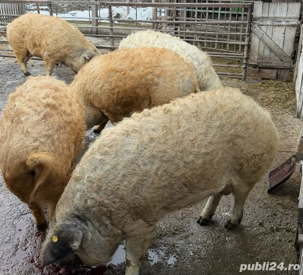 vand porci mangalita pt sacrificat