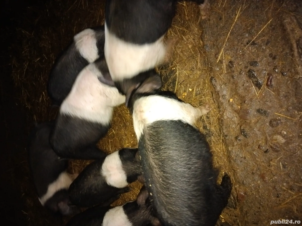 Vand Purcei frumoși Basna 