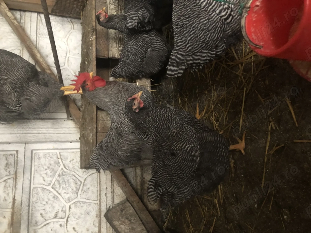 Vand gaini plymoth rock barat