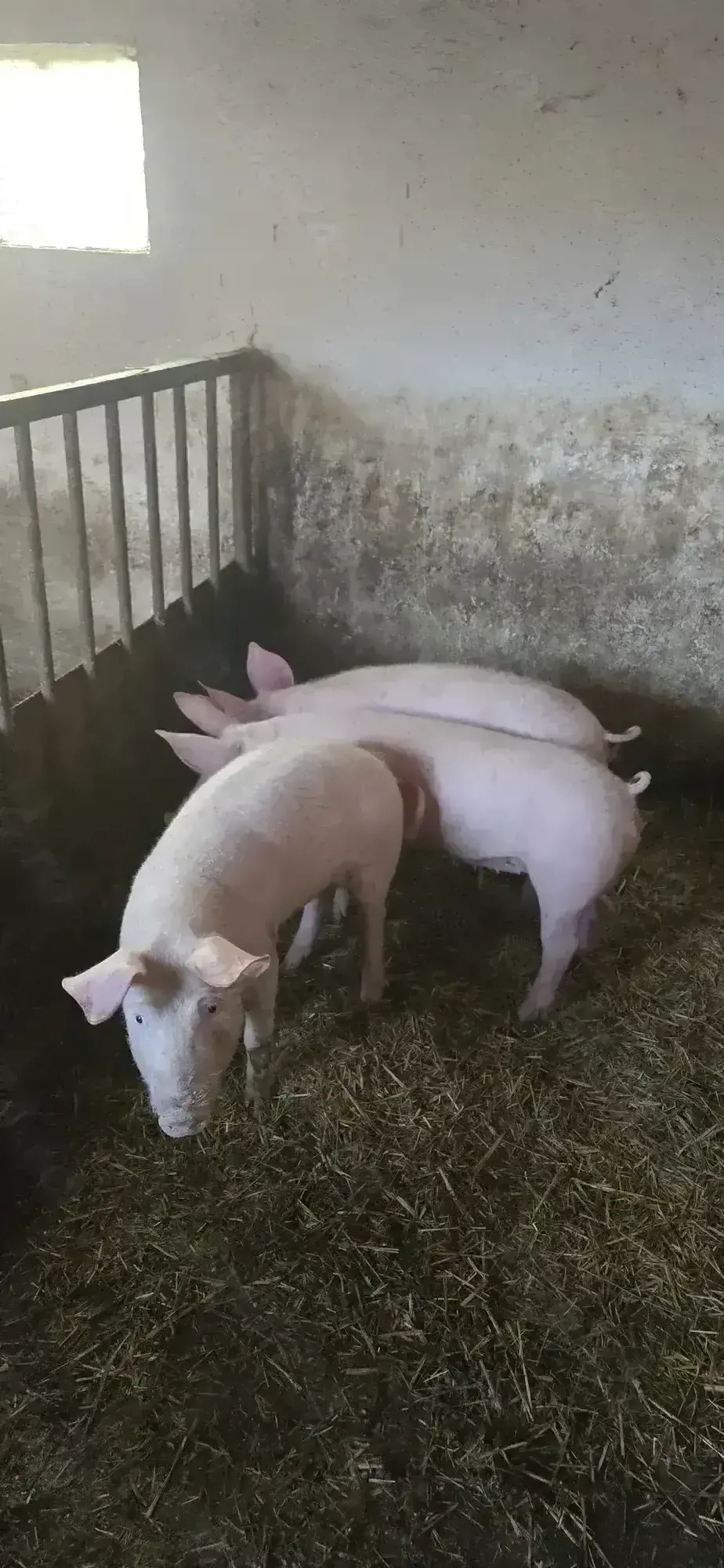 Suldei   purcei   soldani