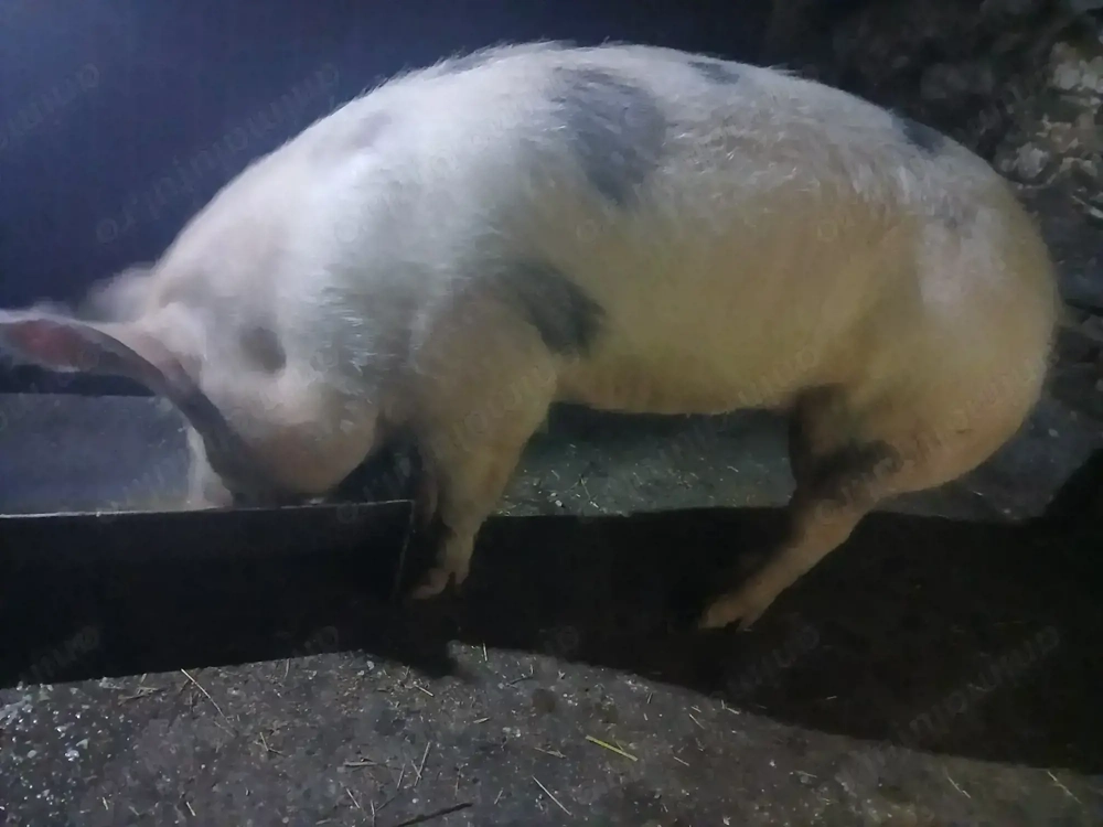 Scroafă de vanzare pietrean 