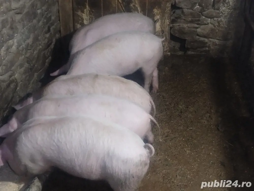 vand porcei de carne 