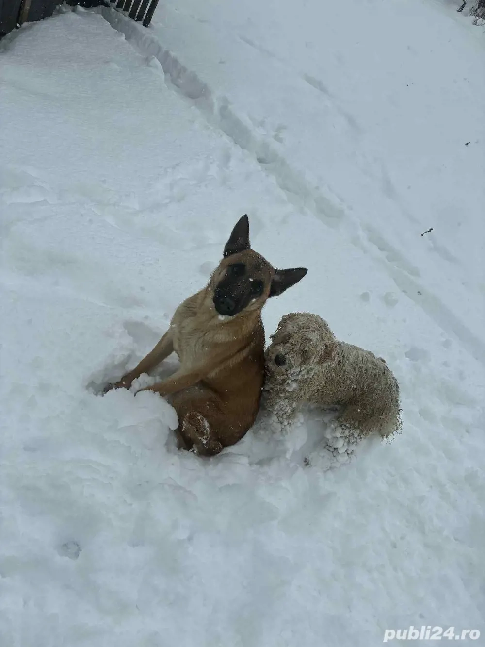 Ciobănesc Belgian în vârstă de 1 an, foarte frumos, jucăuș cu vaccinurile făcute 