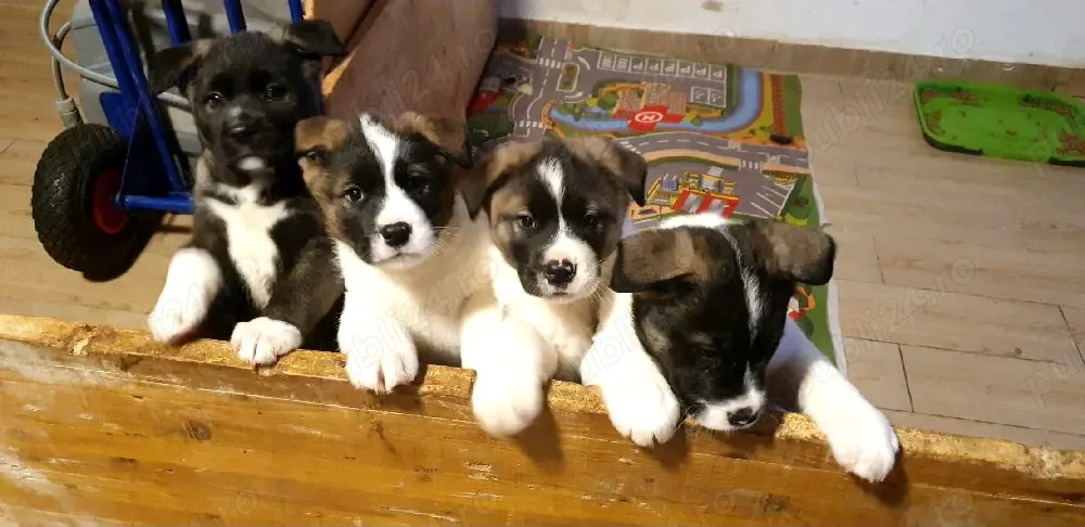 Dau spre adopție pui Akita American metis cu Ciobanesc 