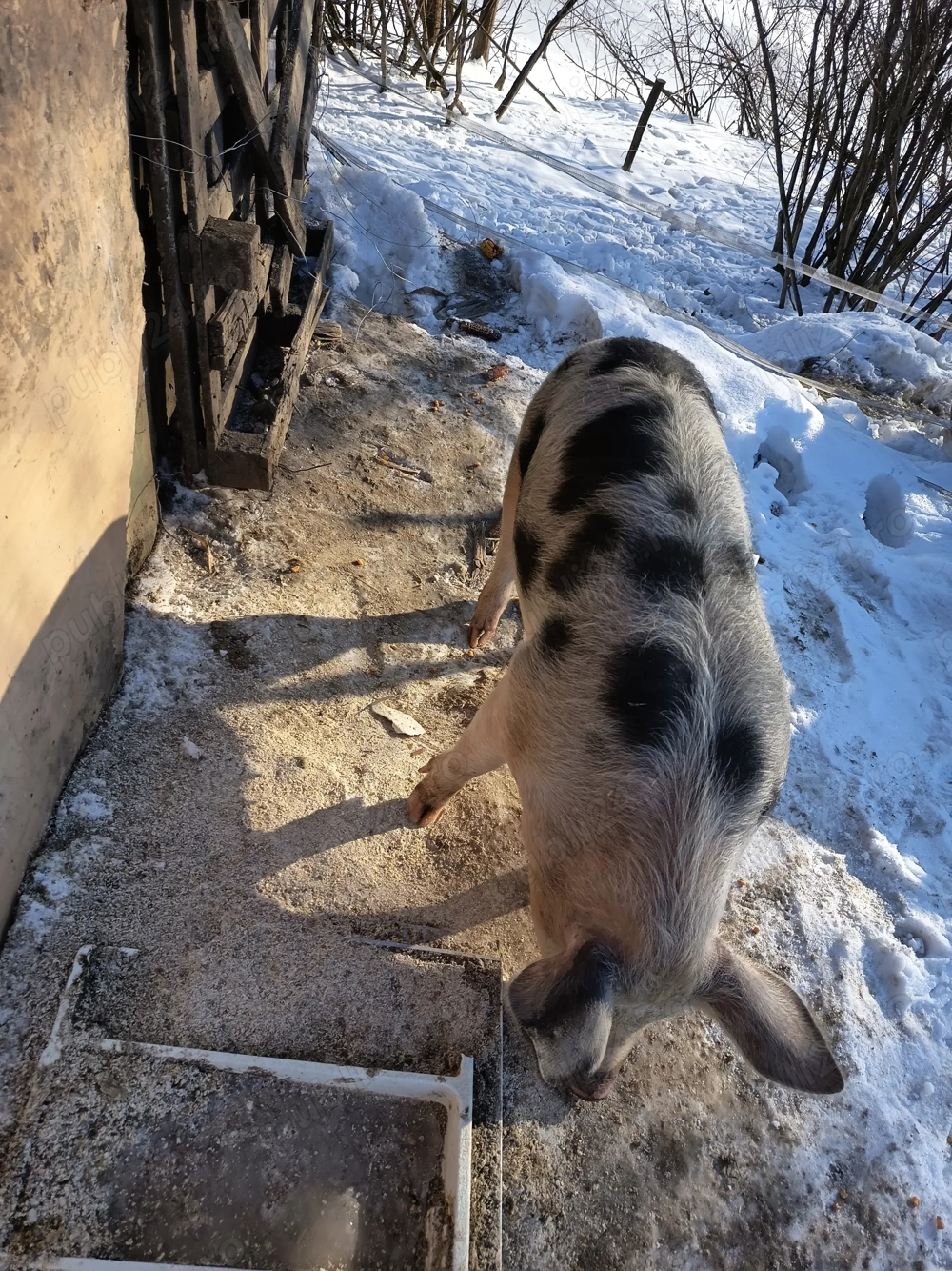 De vânzare 75=80 kg 