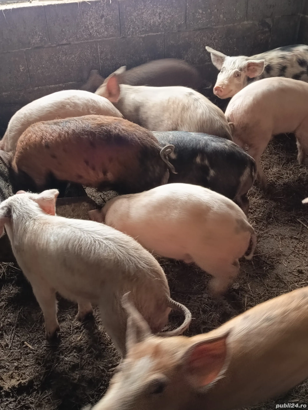 De vânzare șoldani 40-45 kg 