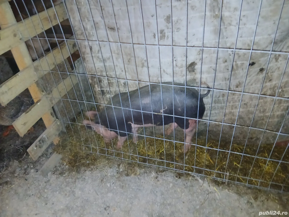 Vand purcei peste in jur de 30 kg