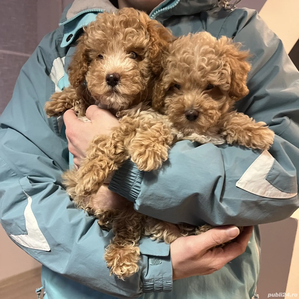 Puii  Pudel Roscat   poodle   caniche   maltipoo