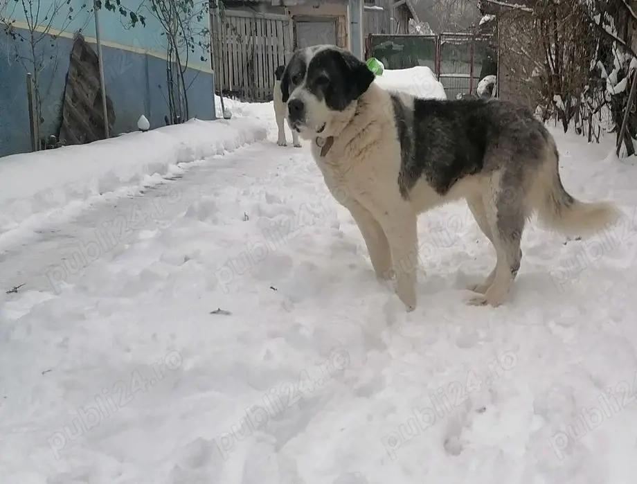 Femela asia centrală 