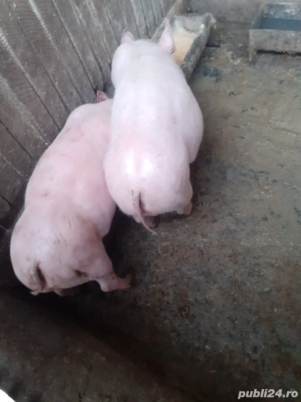 Pietran  de vinzare  .Gradistea Vâlcea 