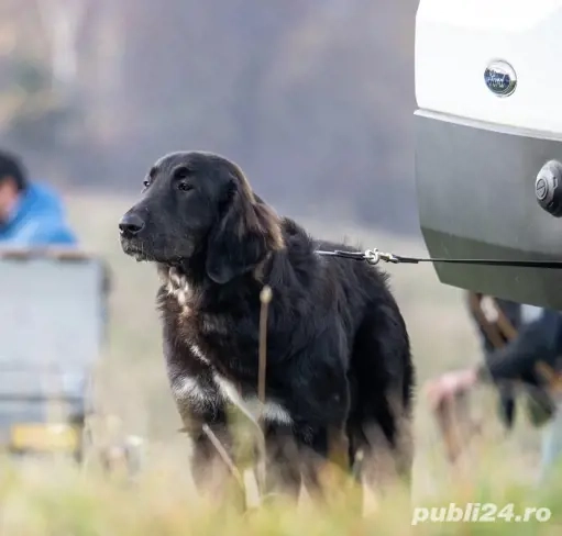 Ciobanesc romanesc corb