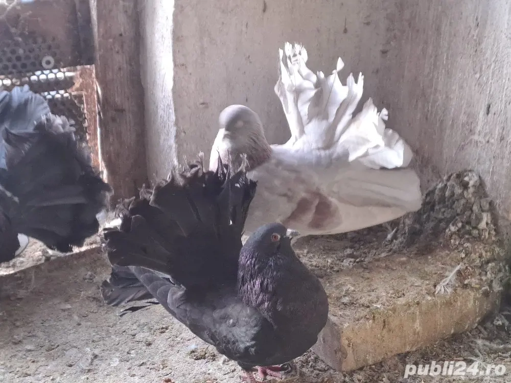 Porumbei de vânzare