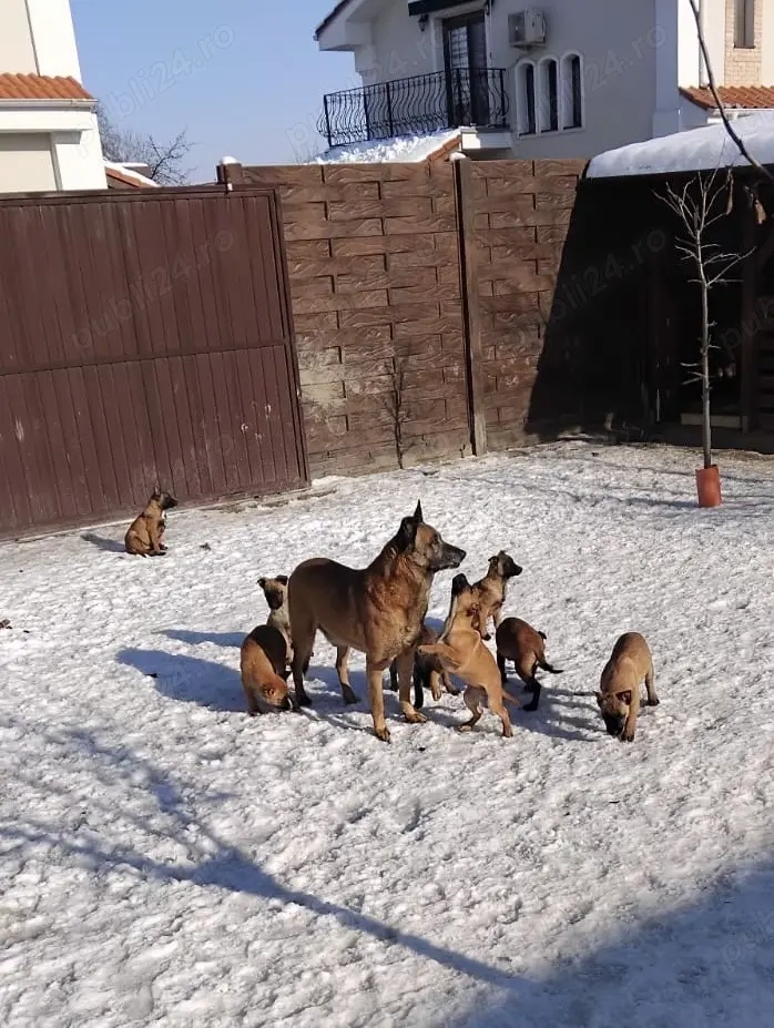 Catei Malinois ( Lup Belgian )