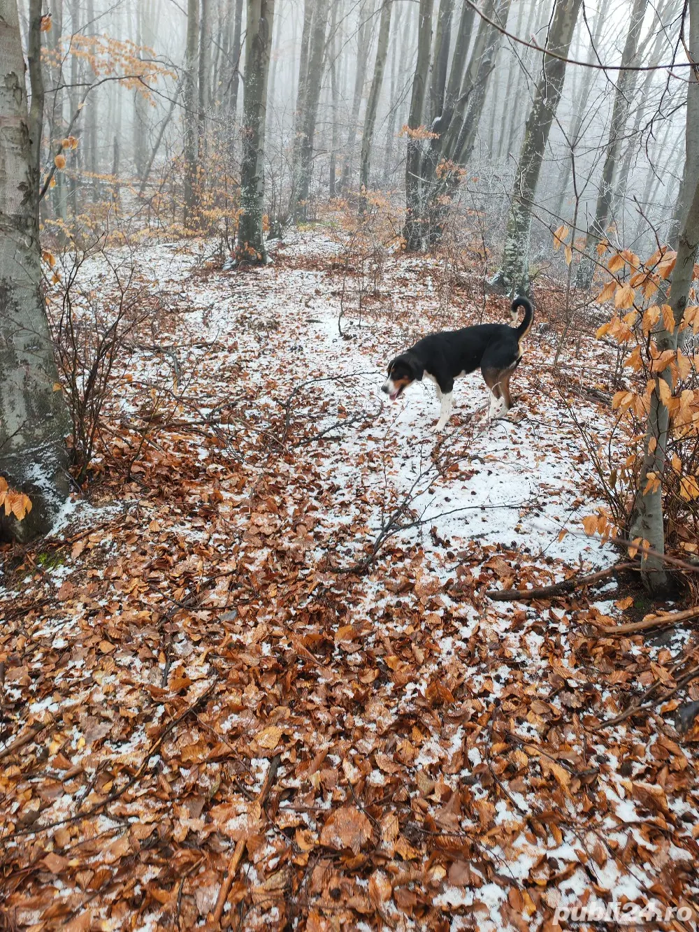 Copoi tricolor sârbesc 