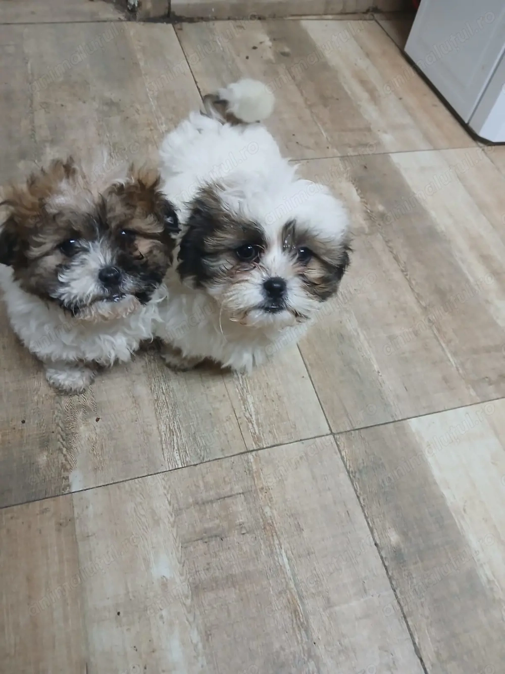 Vând 2 căței din rasa canina Shih-tzu 