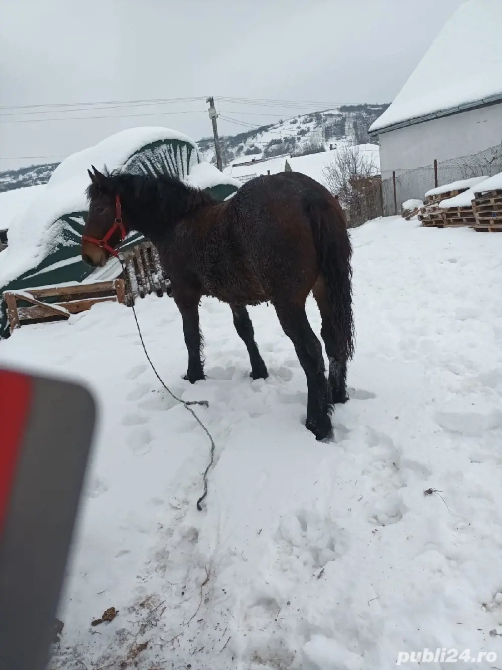Vând iapă și mânz