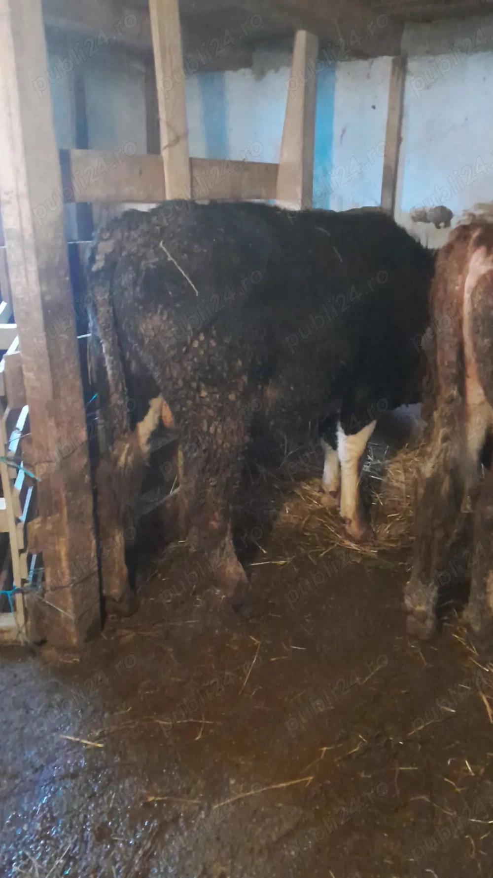 Taur Baltat Romanesc si taur Angus