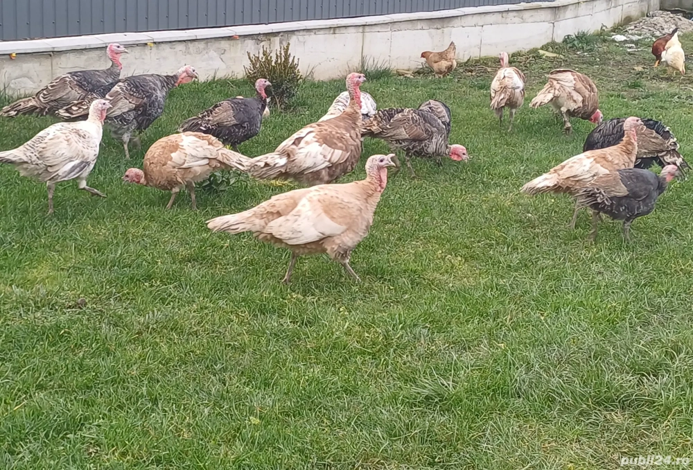 De vanzare curci tinere