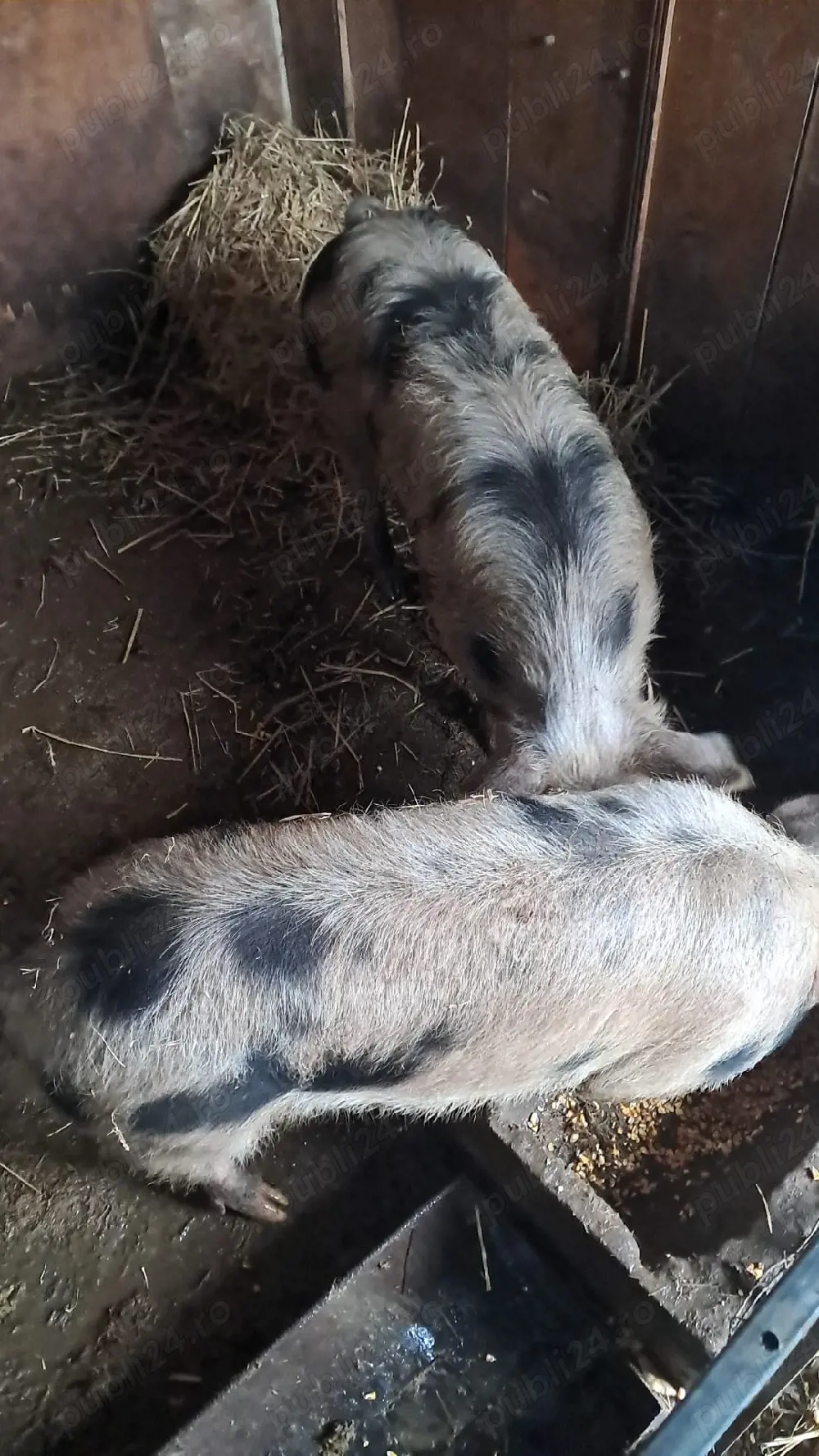 Vand porc de casa Bio