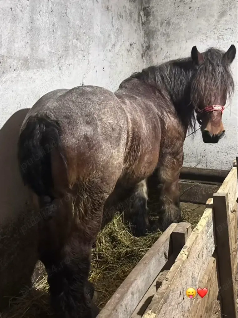 Vând cal de 8 ani cu acte 