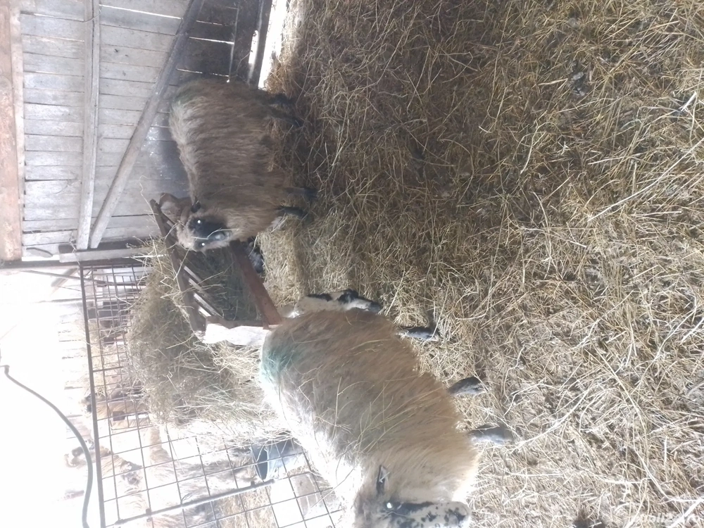 De vînzare două oi cu trei mieluțe